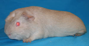 111307pigs001edited.jpg