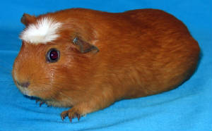 111307pigs005edited.jpg
