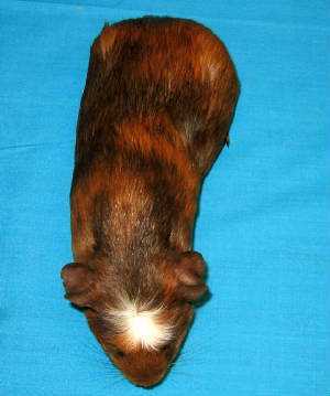 111307pigs006edited.jpg