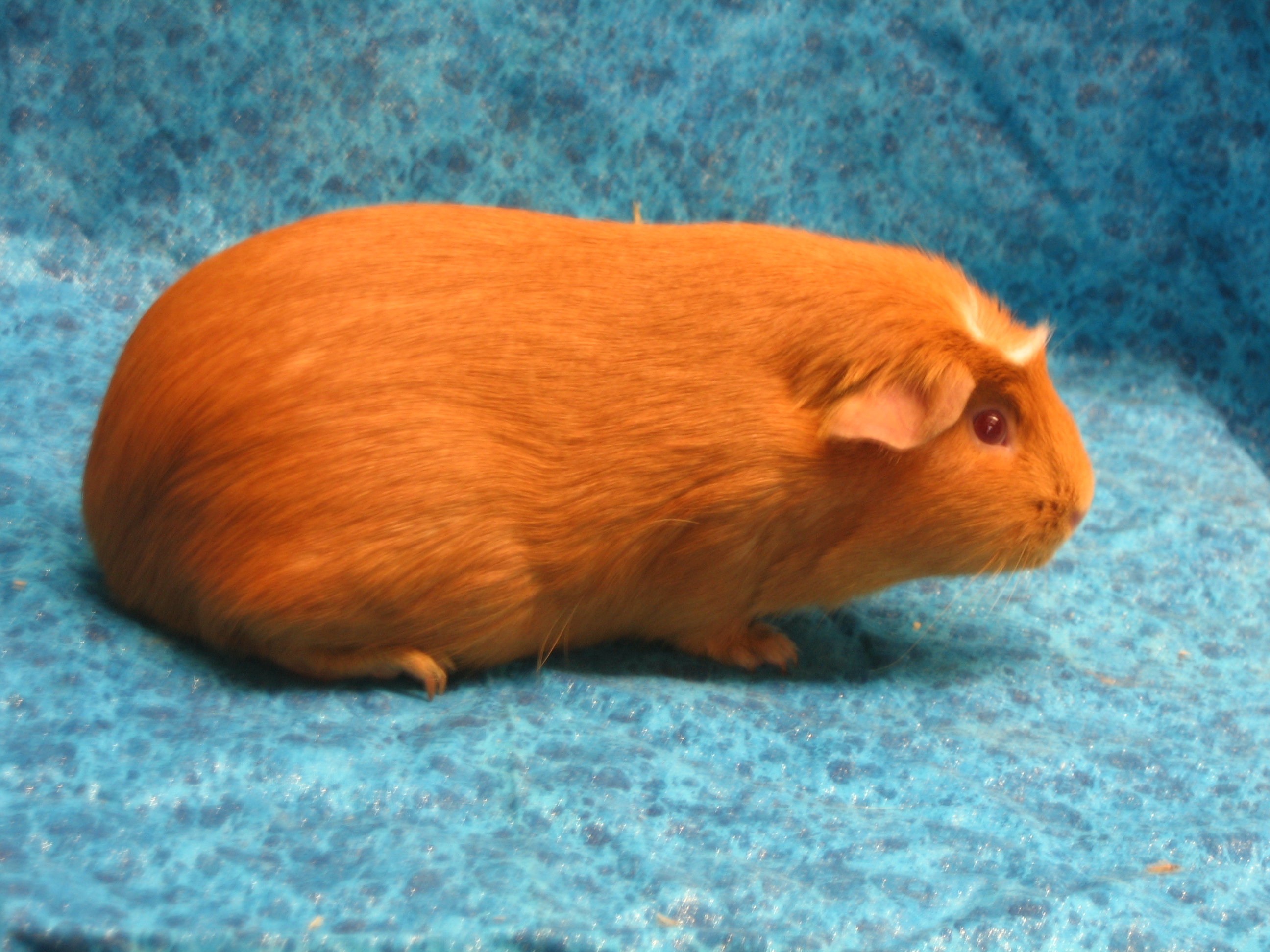907pigs002.jpg