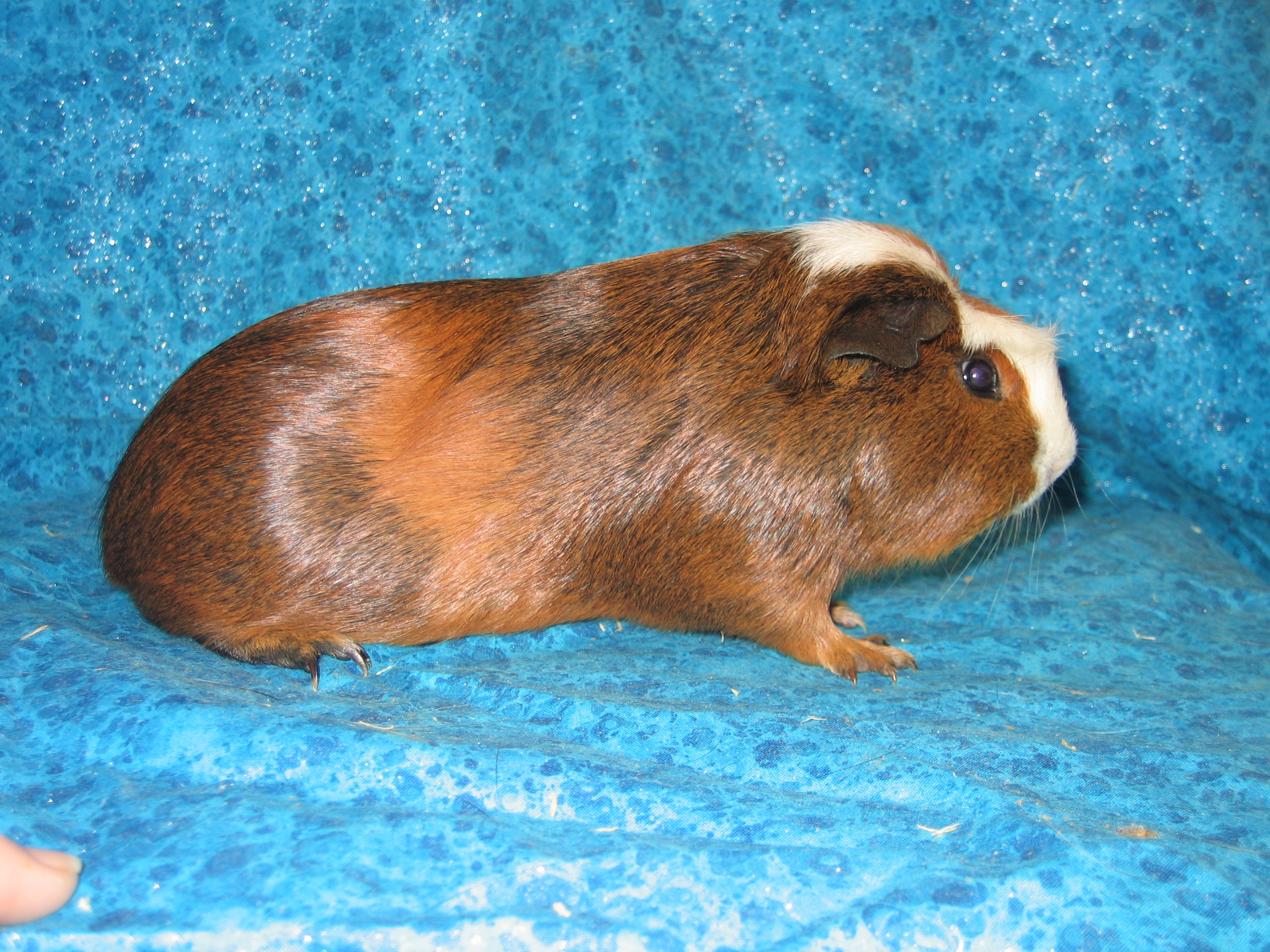 907pigs009.jpg